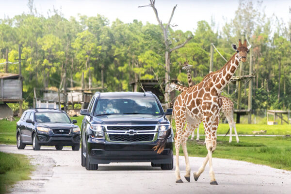 Lion Country Safari - Florida Vacations, Travel & Tourism Guide