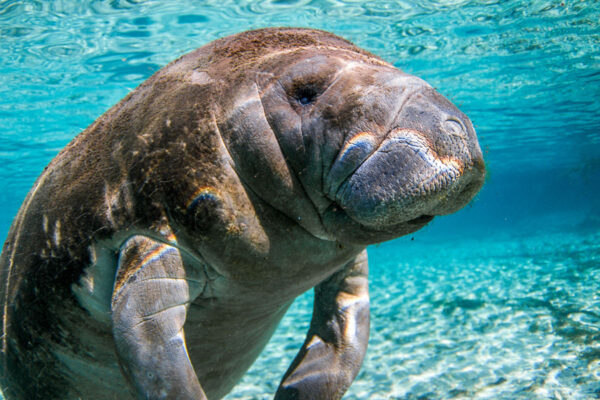 Manatee Tours - Florida Vacations, Travel & Tourism Guide