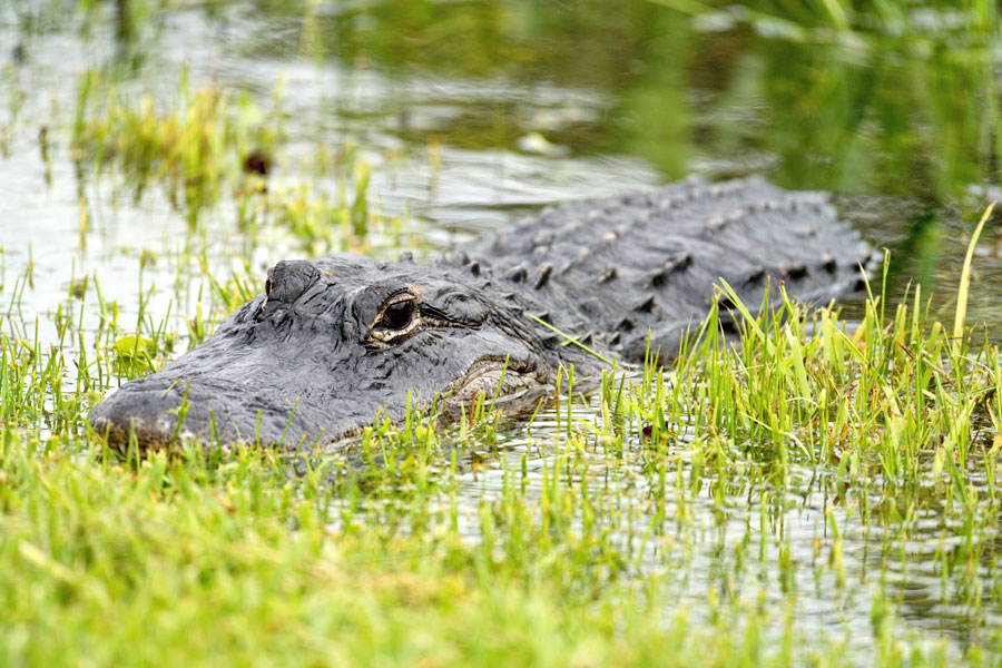 American alligator resting along the marshy shoreline at Dutton Island Preserve in Atlantic Beach, Florida, highlighting the natural wildlife and coastal habitat found throughout the park.