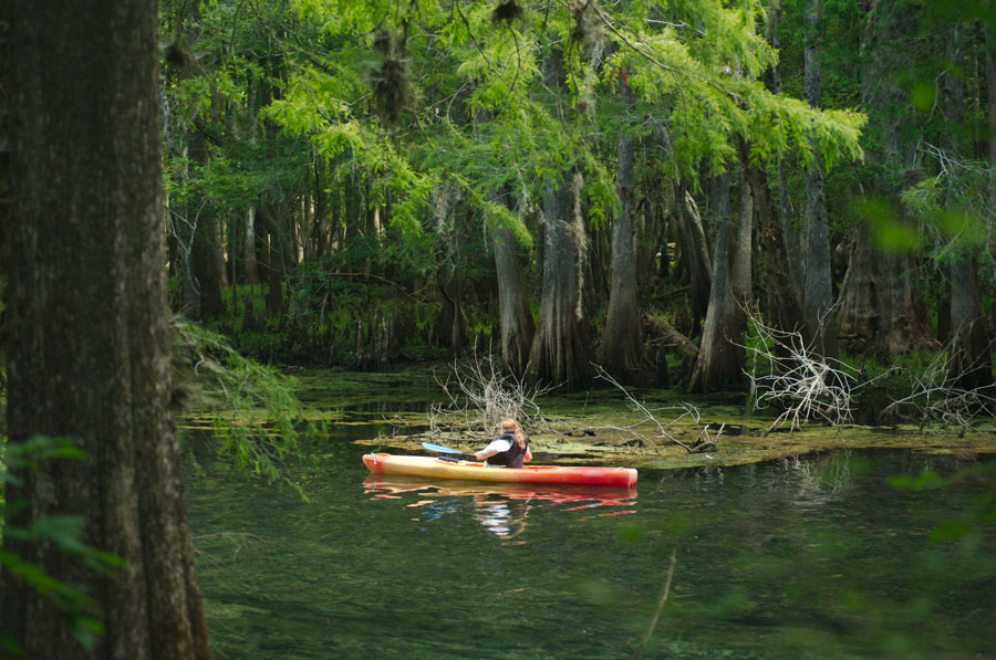 Kayaking in the  Manatee Springs State Park in Florida. Sunny day calm  waters and green trees. 