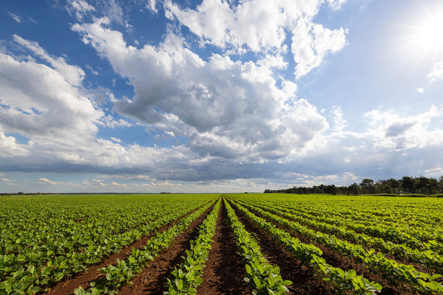 A cultivated vegetable field in Central Florida, reflecting the agricultural landscape that defines Center Hill - long known for its history as the “Green Bean Capital of the World.”