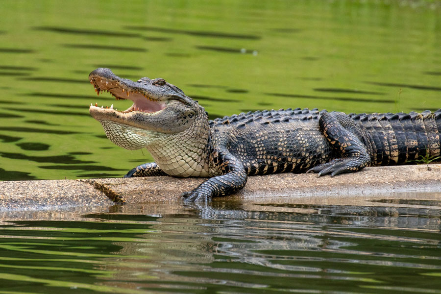 American alligator resting along the edge of a freshwater shoreline in Florida, highlighting the importance of keeping a safe distance from inland waters. Alligators are commonly found in lakes, canals, and ponds, making awareness essential when considering where it is safe to swim.