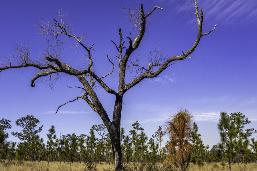 A burned tree stands among pine flatwoods at the Apalachicola Bluffs and Ravines Preserve near Bristol, Florida, highlighting the region’s fire-adapted ecosystems and natural landscapes.