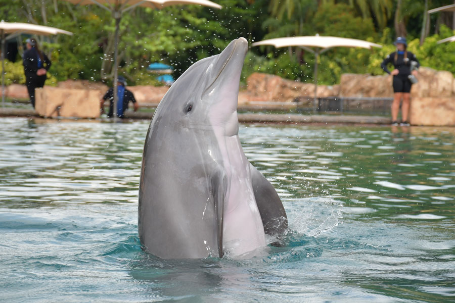 A dolphin encounter experience at Discovery Cove in Orlando, where guests can interact with marine life in a tropical, resort-style setting. File photo: licensed.