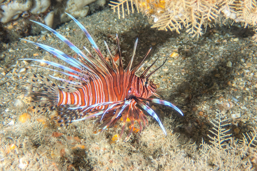 Red lionfish at Blue Heron Bridge in Riviera Beach, Florida, highlighting the presence of marine life that can pose risks to swimmers and snorkelers. While encounters are uncommon, awareness of species like lionfish is part of understanding overall ocean safety conditions.