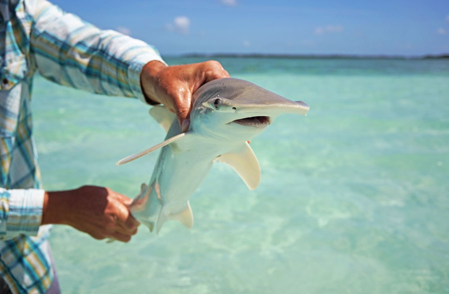Juvenile bonnethead shark in the shallow waters of the Florida Keys, illustrating how smaller shark species are commonly present in coastal environments. While sightings like this are part of the natural marine ecosystem, most sharks pose little risk to swimmers.