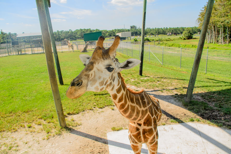 
Lion Country Safari in West Palm Beach is one of South Florida's most popular family attractions, offering a drive-through safari where visitors can observe giraffes, lions, zebras, rhinos, and other animals from their own vehicles. The park also features animal encounters, rides, splash areas, and educational exhibits, making it a favorite destination for visitors of all ages. 