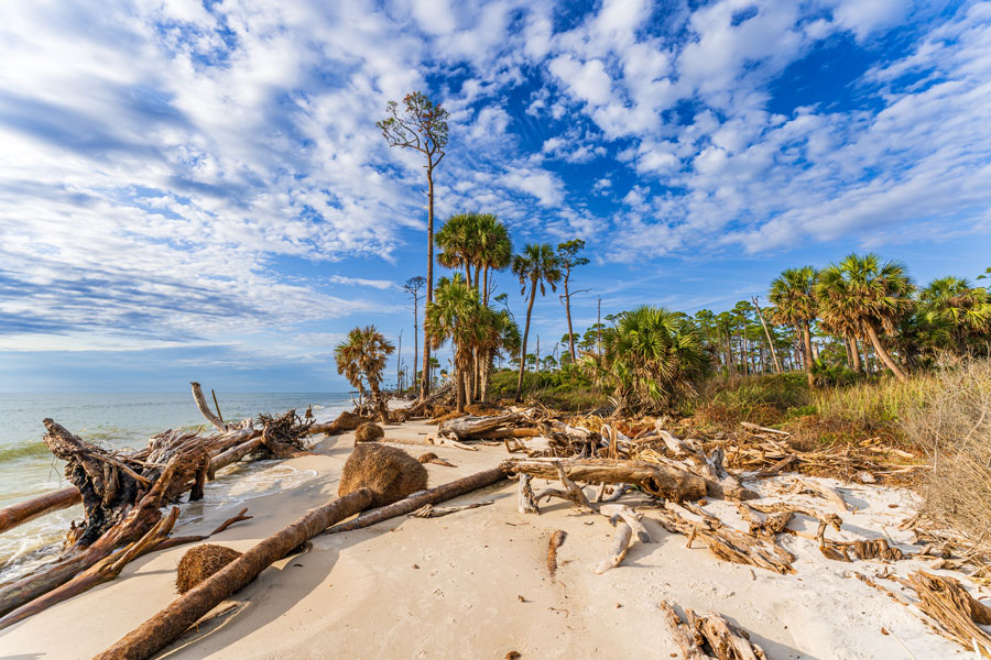 The natural shoreline at Cape San Blas reveals the dynamic character of Florida’s Forgotten Coast, where weathered driftwood, coastal palms and pine trees meet the waters of the Gulf. Erosion, storms and changing tides continually reshape this exposed stretch of the St. Joseph Peninsula.