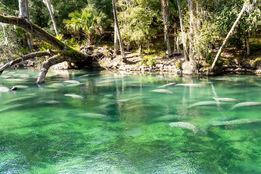 A group of Florida manatees swims beneath the crystal-clear, emerald-green waters of Blue Spring State Park in Orange City, Florida, where the gentle marine mammals gather during the cooler winter months. Located along the St. Johns River, the park is one of Central Florida's best-known manatee refuges, offering visitors opportunities to observe these protected animals in their natural habitat while exploring scenic boardwalks, freshwater springs and surrounding woodlands. Photo credit: JHVEPhoto, licensed.